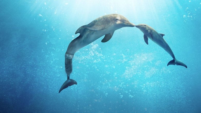 Backdrop image for movie Dolphin Tale 2