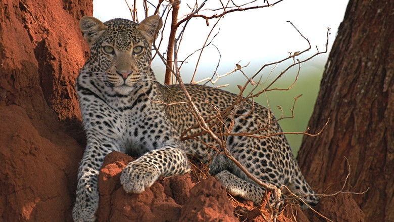 Backdrop image for movie Surviving the Serengeti