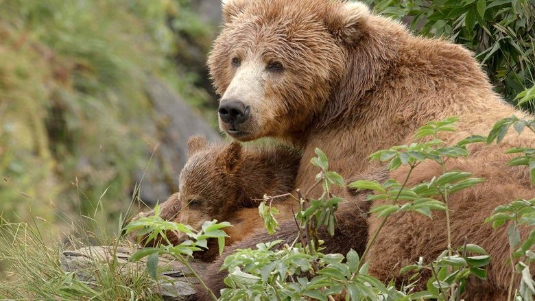 Backdrop image for movie Alaska's Giant Bears