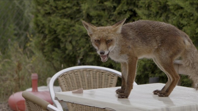 Backdrop image for movie Wild Amsterdam