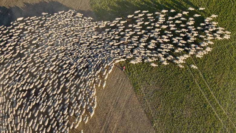 Backdrop image for movie Wild & Wool