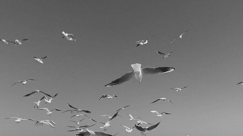 Backdrop image for movie Stones in Cold Water