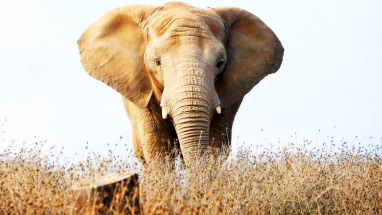 Backdrop image for movie An Apology to Elephants