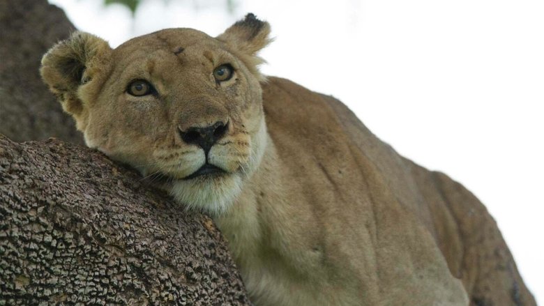 Backdrop image for movie Lion: The Rise and Fall of the Marsh Pride
