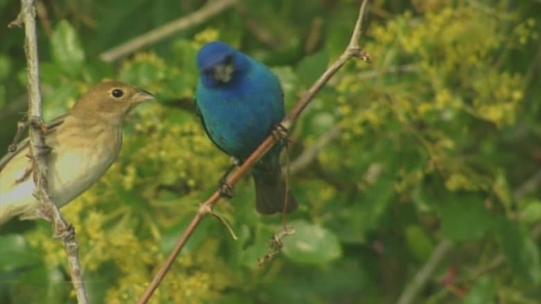 Backdrop image for movie Birdsong and Coffee: A Wake-Up Call