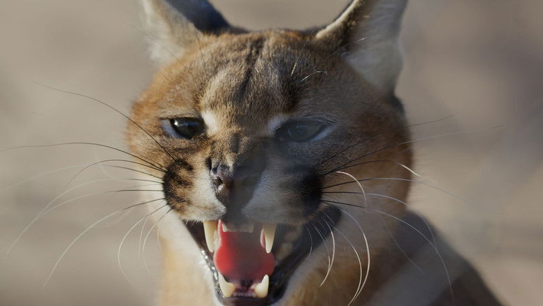 Backdrop image for movie Caracal: The Lone Cat Society