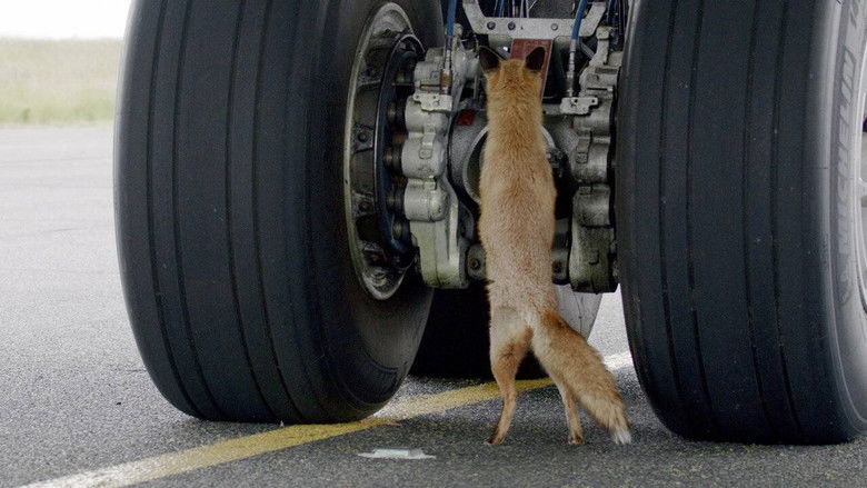 Backdrop image for movie Airport Animal Stories
