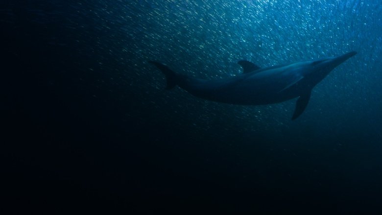 Backdrop image for movie Sardine Run, le plus grand festin de l'océan