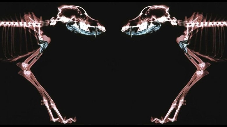 Backdrop image for movie Rottweiler
