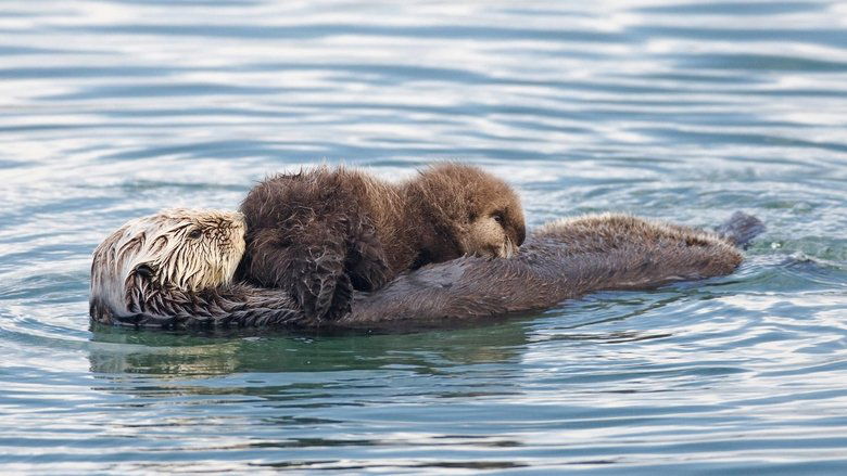 Backdrop image for movie Threatened: The Controversial Struggle of the Southern Sea Otter