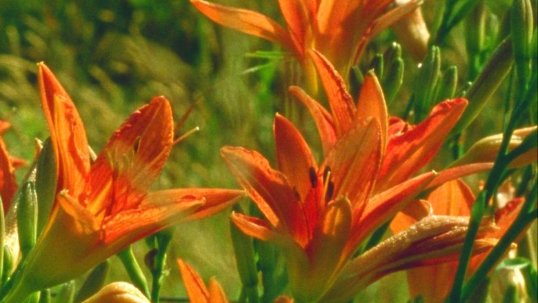 Backdrop image for movie A World of Dew