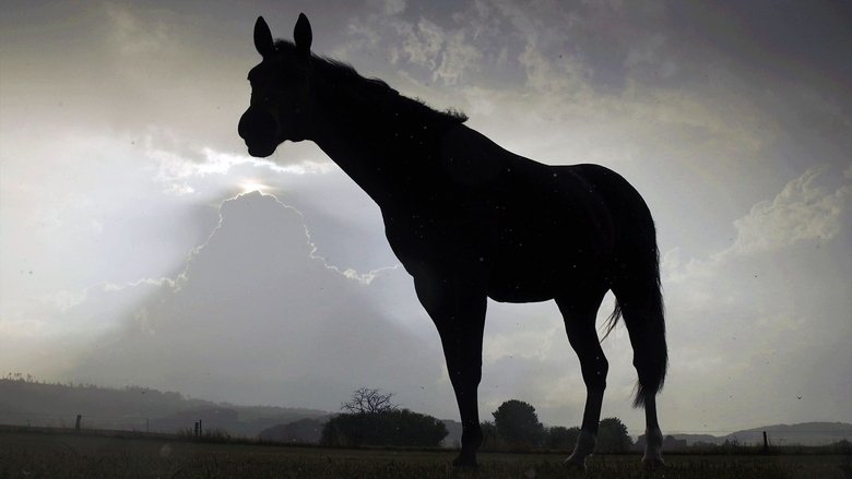 Backdrop image for movie Der Sturm - Tiere bei Blitz und Donner