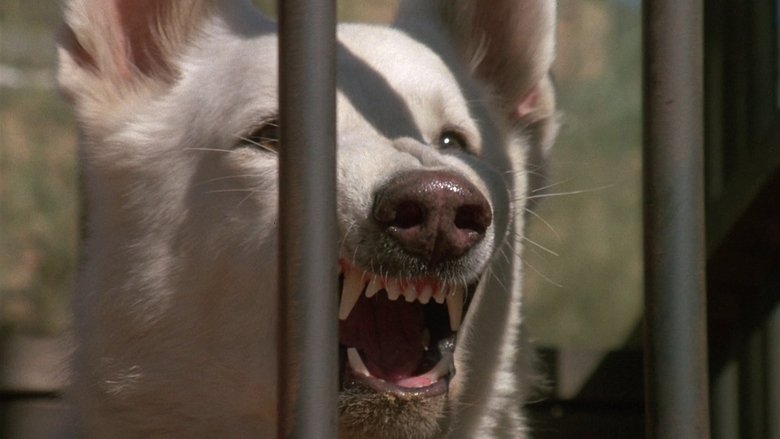 Backdrop image for movie White Dog
