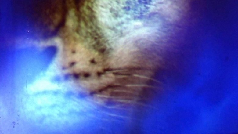 Backdrop image for movie Quick Billy