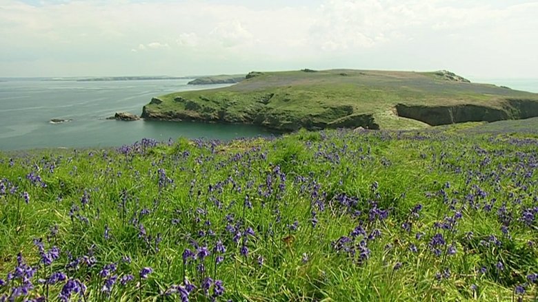 Backdrop image for movie The Rabbits of Skomer