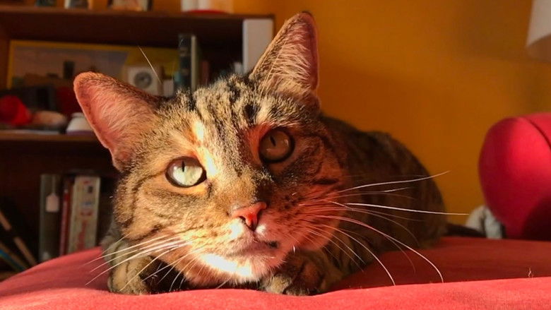 Backdrop image for movie Quarantine Cat Film Festival