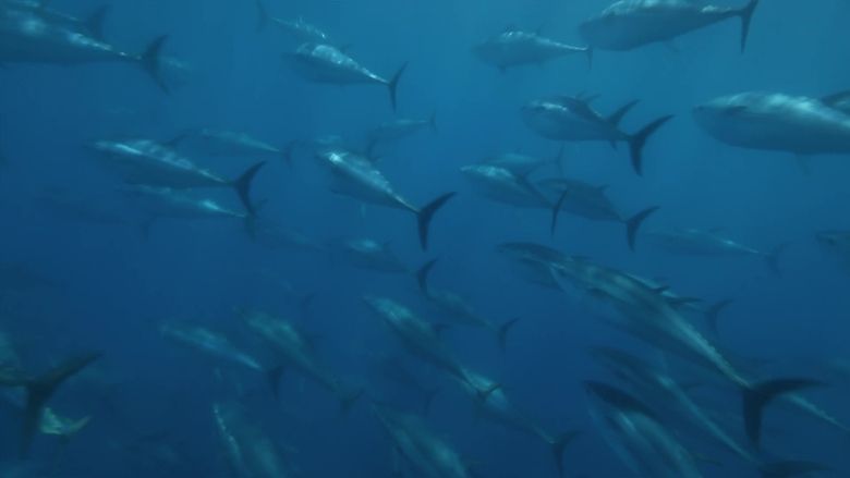 Backdrop image for movie Superfish: Bluefin Tuna