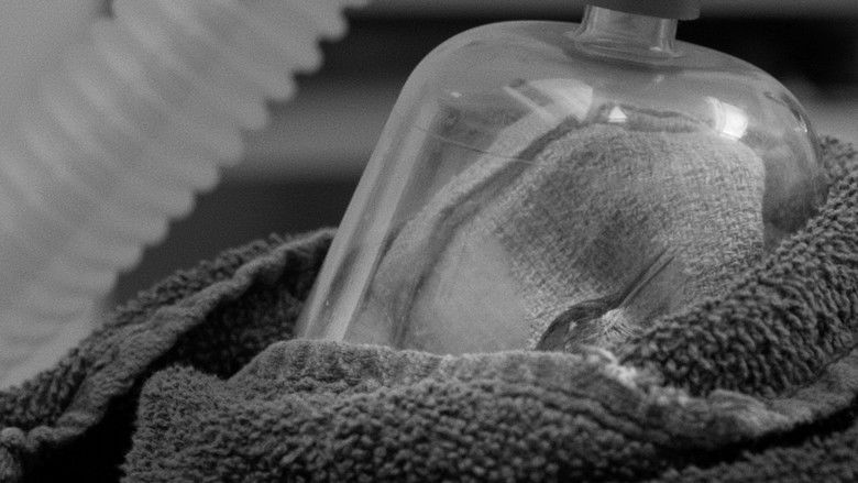 Backdrop image for movie American Wildlife