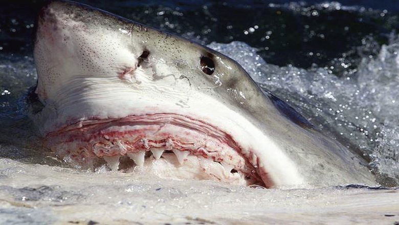 Backdrop image for movie Killer Sharks : The Attacks Of Black December