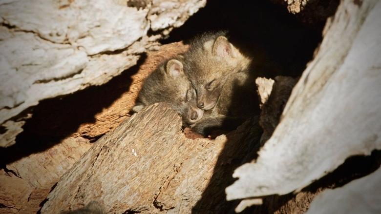 Backdrop image for movie Back from the Brink: Saved from Extinction