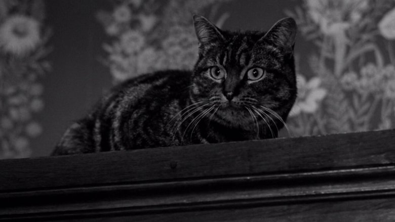 Backdrop image for movie The Shadow of the Cat