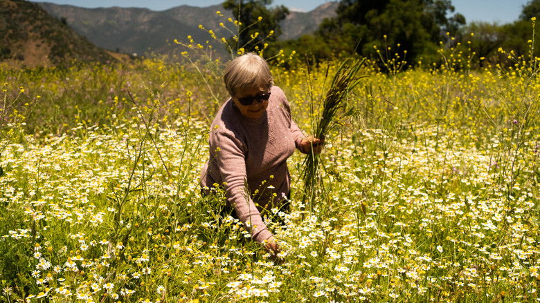 Backdrop image for movie La casa, el lago y el trigo