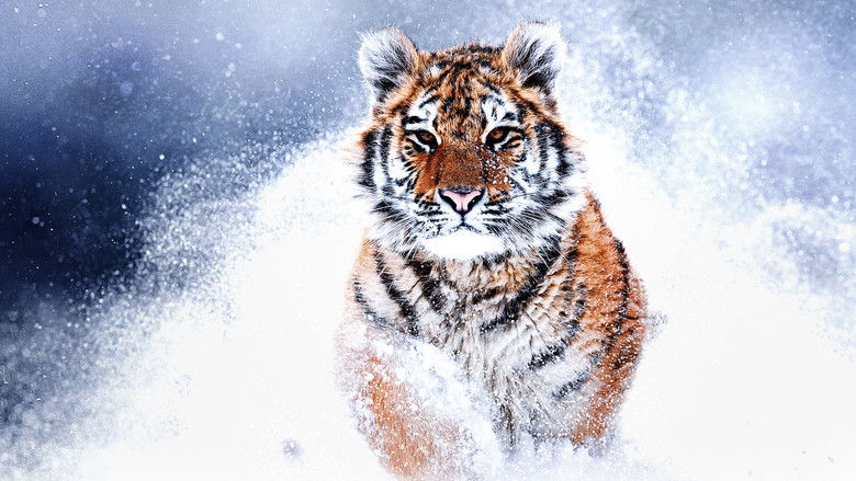 Backdrop image for movie Russia's Wild Tiger