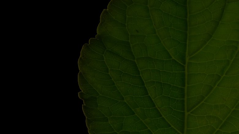 Backdrop image for movie Salvia Divinorum: A Western Approach