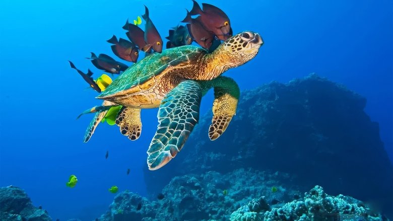 Backdrop image for movie OceanWorld 3D