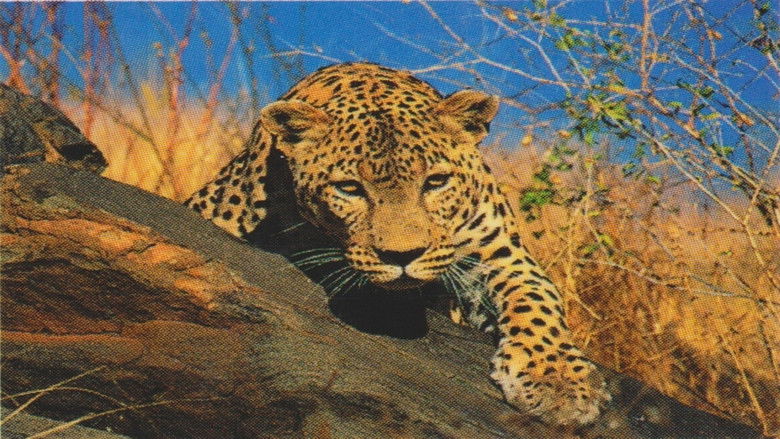 Backdrop image for movie Natural Killers Predators Close Up: Kalahari Supercat