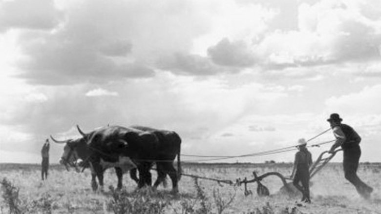 Backdrop image for movie Drylanders
