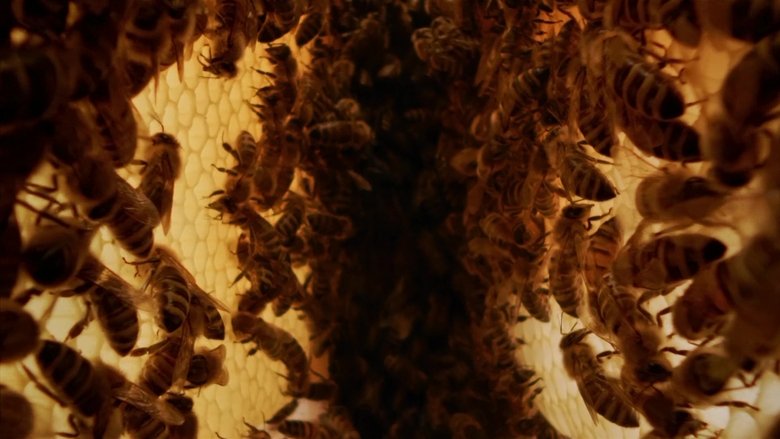 Backdrop image for movie A Bee's Diary