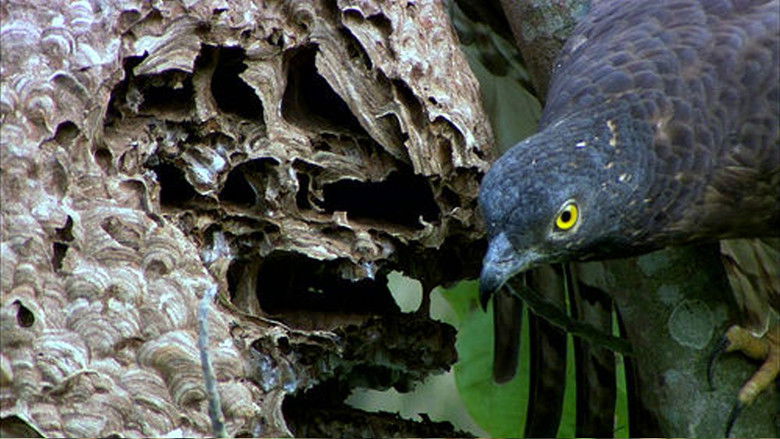 Backdrop image for movie The Oriental Honey Buzzards of Ninety-nine Peaks