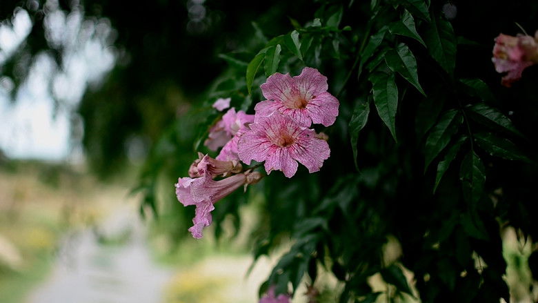 Backdrop image for movie Landscape dynamics