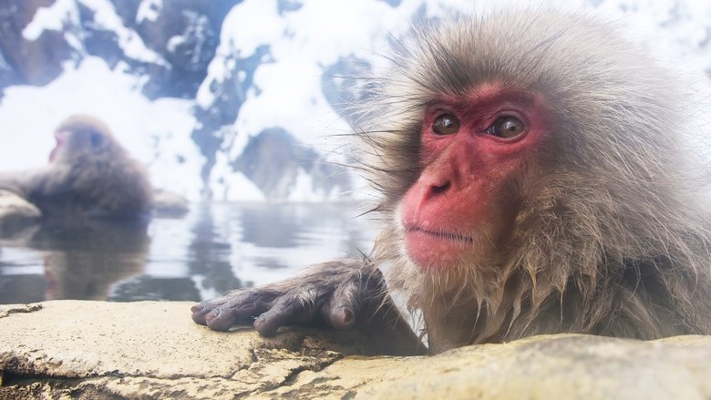 Backdrop image for movie Wild Japan: Snow Monkeys