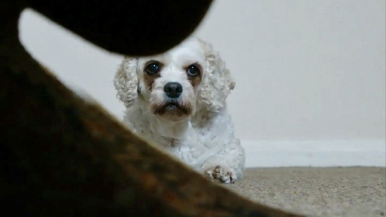 Backdrop image for movie Dog Noise