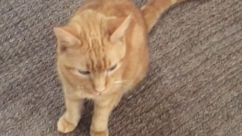 Backdrop image for movie The Adventures of Murphy the Cat #2