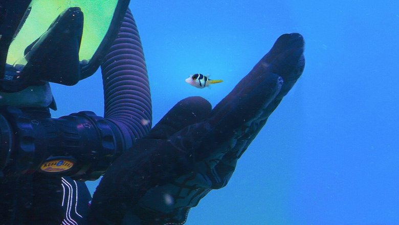 Backdrop image for movie Puff: Wonders of the Reef