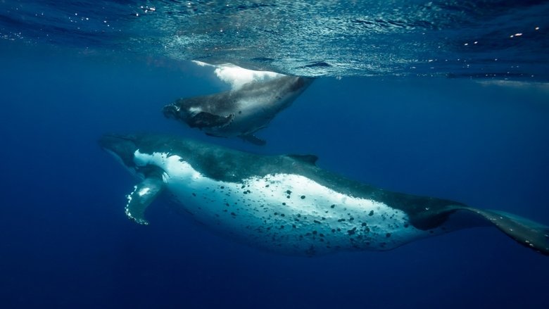 Backdrop image for movie Ocean Souls
