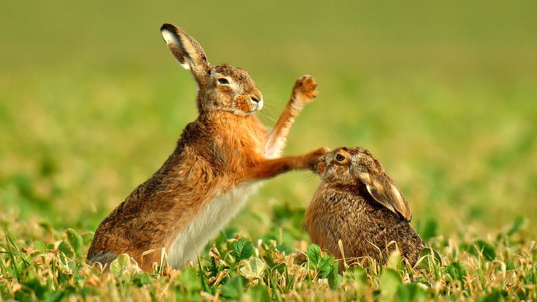 Backdrop image for movie Nature's Magic Moments