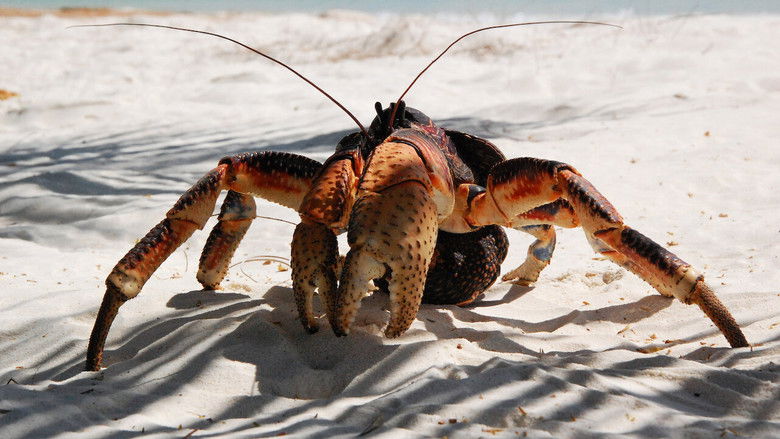 Backdrop image for movie Aldabra: Once Upon an Island