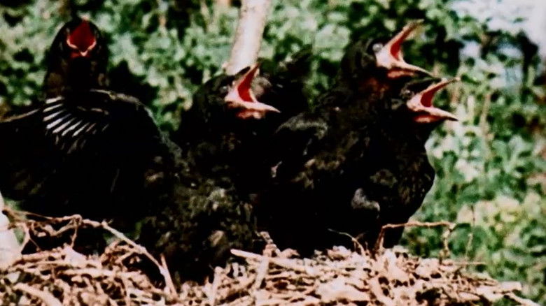 Backdrop image for movie From Blossom Time to Autumn Frost