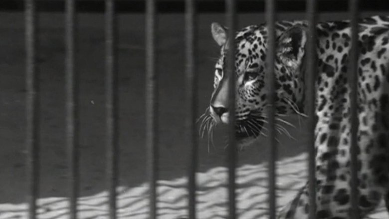 Backdrop image for movie The Zoo