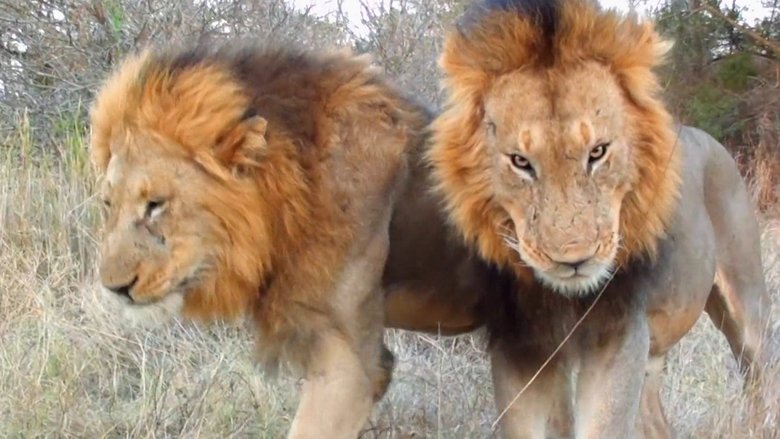 Backdrop image for movie Cecil: The Legacy of a King
