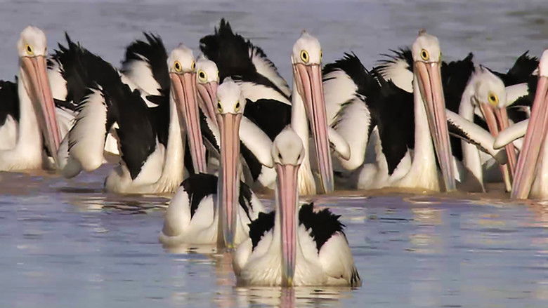Backdrop image for movie Die Reise der Pelikane - Australiens Outback-Wunder