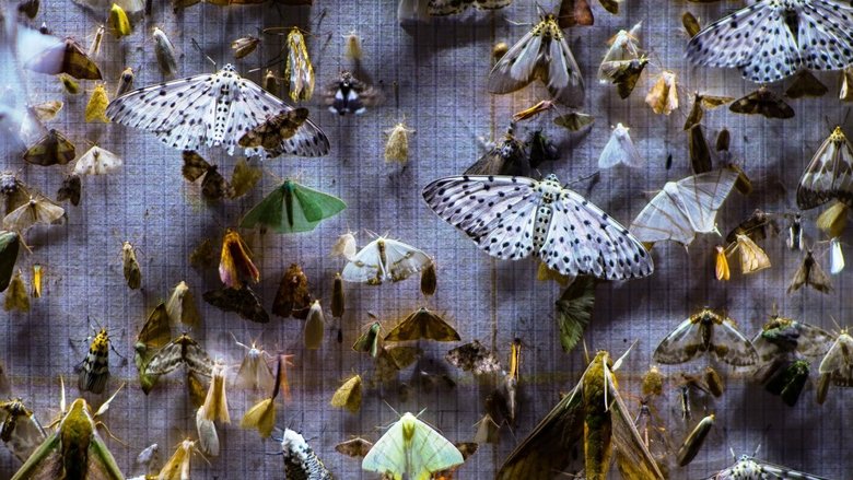 Backdrop image for movie Nocturnes
