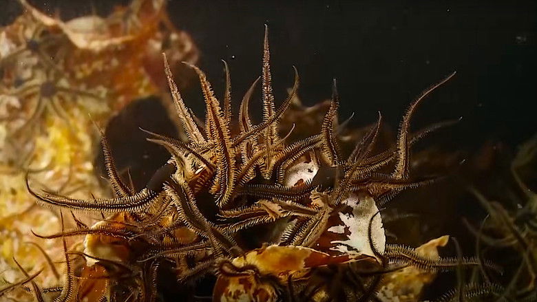 Backdrop image for movie Alien Reefs