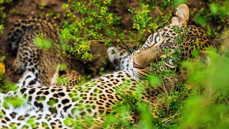 Backdrop image for movie The Leopardess
