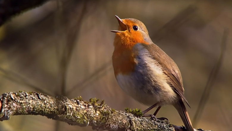Backdrop image for movie Springtime Stories