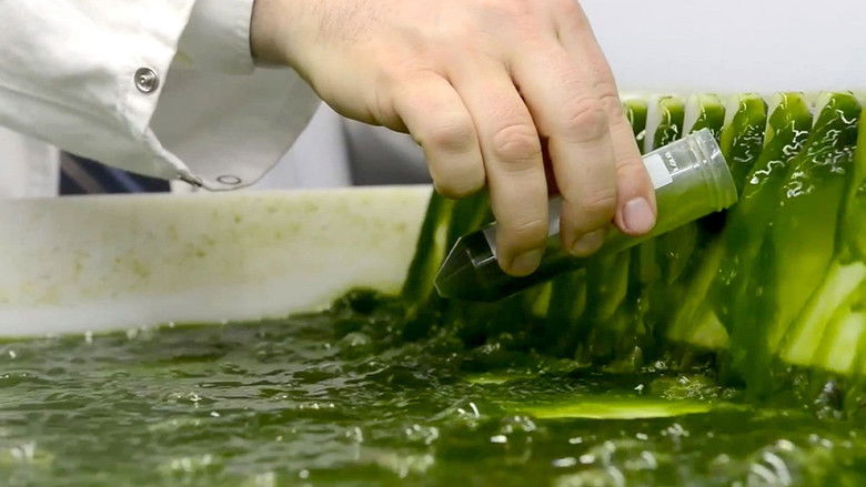 Backdrop image for movie Algen: Ein unbekannter Rohstoff